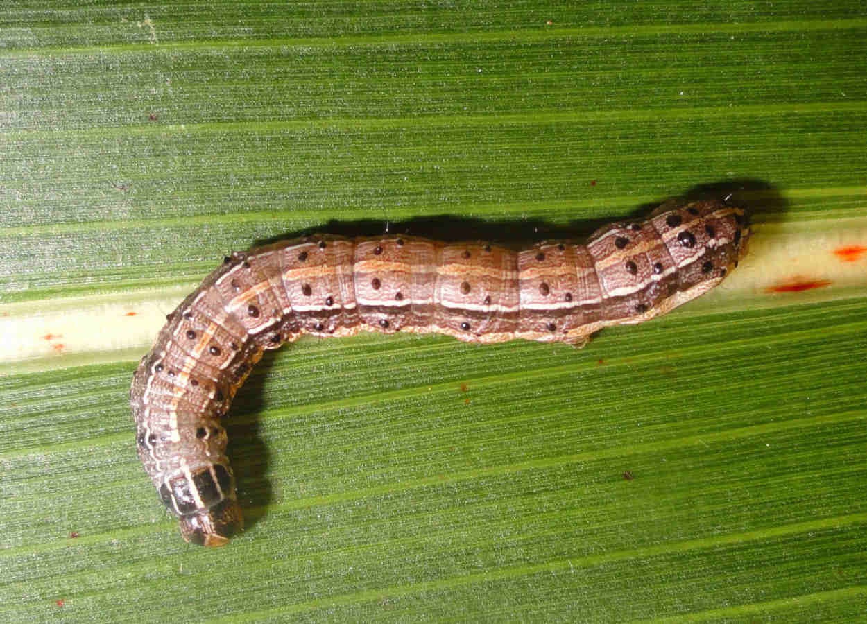 Spodoptera frugiperda révèle des rythmes biologiques distincts