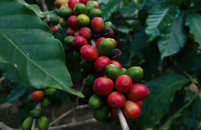Mercado global de café deve ter superávit em 2026