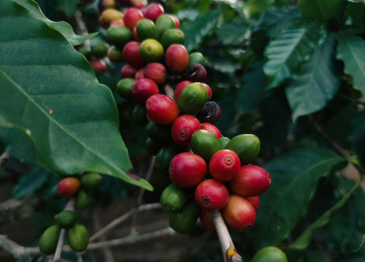 Mercado global de café deve ter superávit em 2026