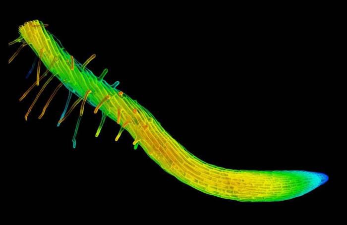 Epiderme comanda torção das raízes e define crescimento das plantas