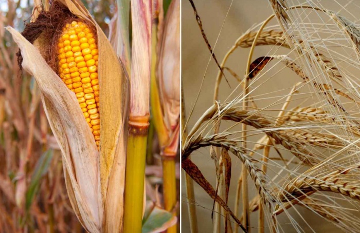 Milho e trigo enfrentam pressão com oferta global elevada