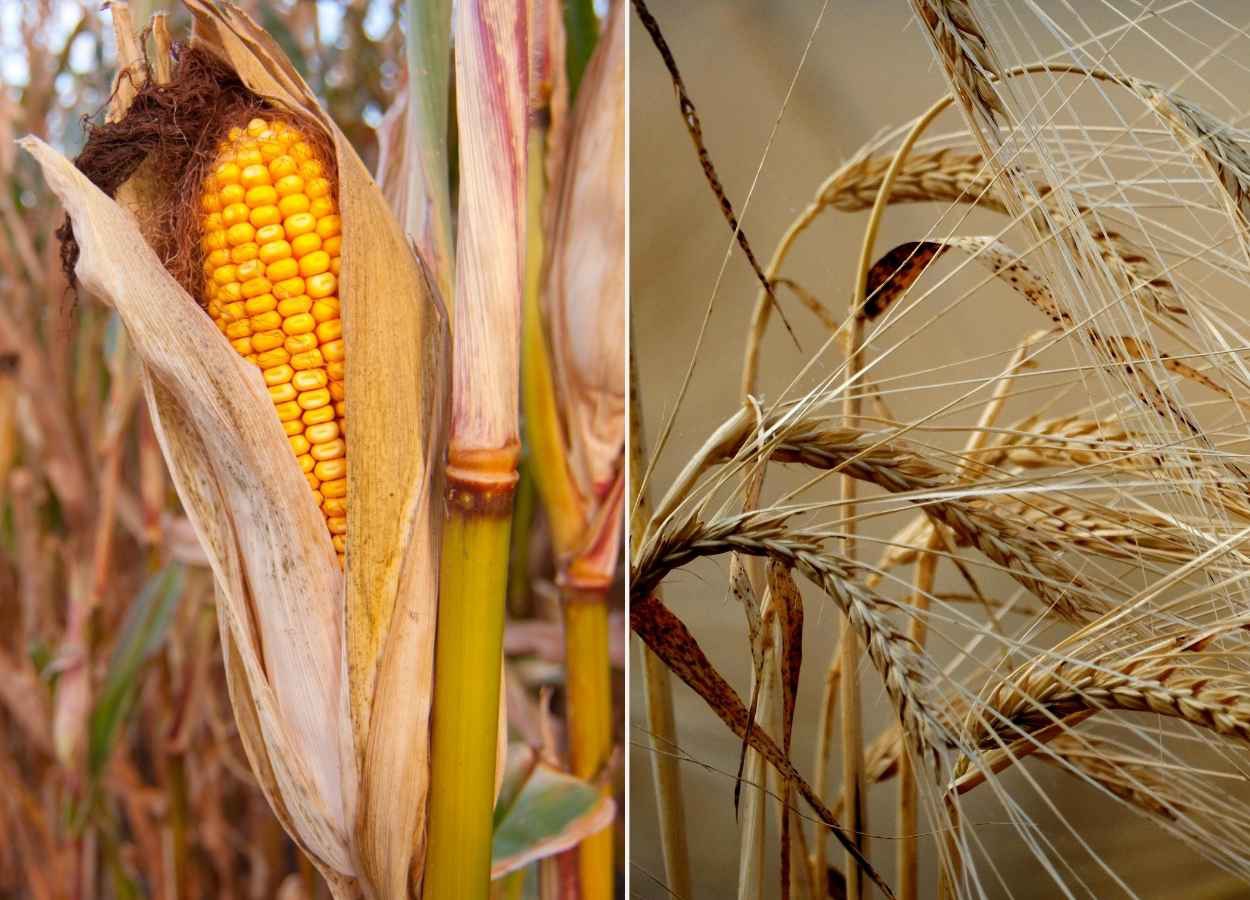 Produções recordes nos EUA e Europa limitam reação dos preços e desafiam exportadores brasileiros