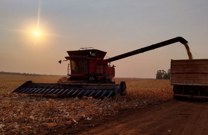 Mais de 75% da safra de milho já foi colhida em Mato Grosso do Sul