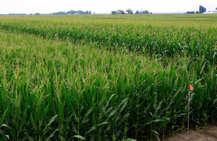 Milho de baixa estatura e adubação moderada elevam carbono no solo