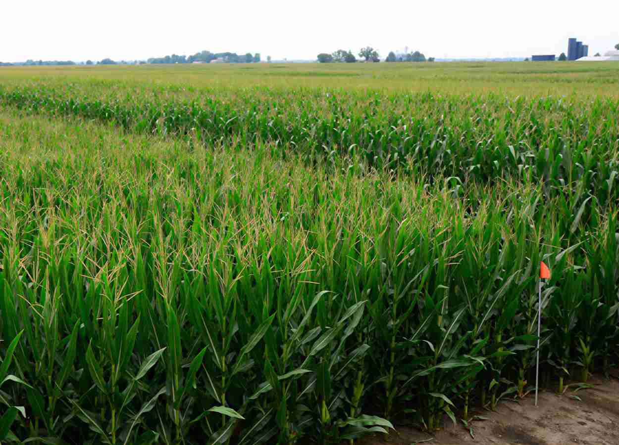 Le maïs de petite taille et une fertilisation modérée augmentent la teneur en carbone du sol.