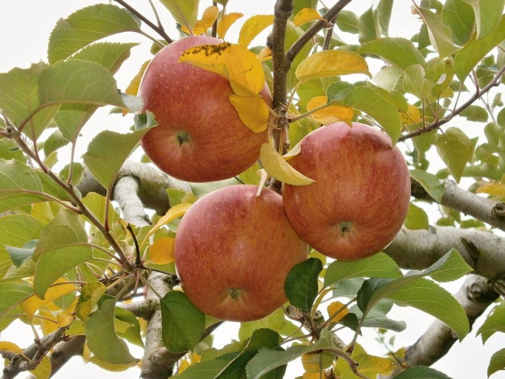 Fungicida contra a sarna da macieira é destaque no Senafrut