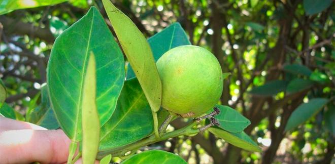 Feromônio sexual de inseto transmissor do greening é identificado