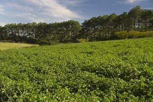 Nova cultivar de feijão preto BRS Intrépido é destaque na Expoagro Afubra