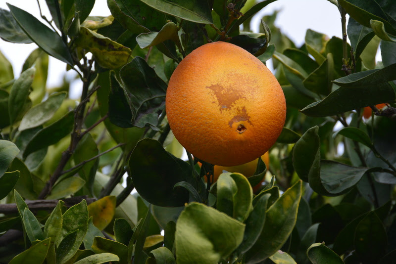 Study by Yara and IAC proves that nutrition favors the resistance of citrus plants to diseases