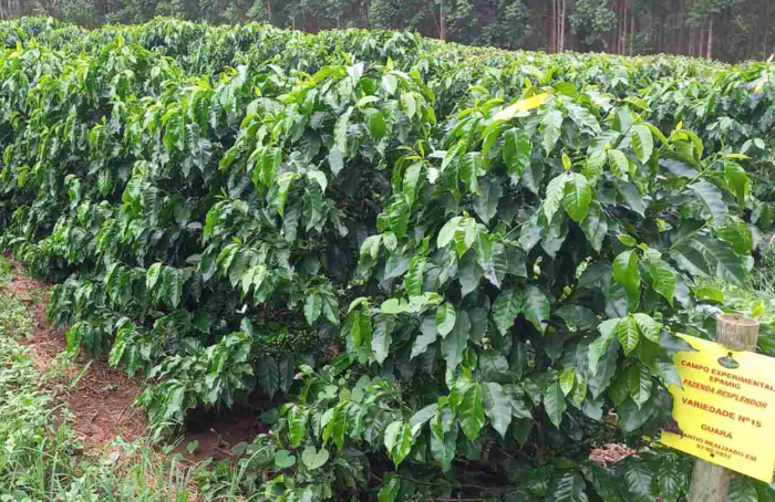 Epamig e Embrapa avaliam novas cultivares em nove regiões cafeeiras de Minas