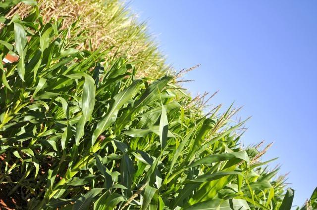 Fertilizantes passam a ter registro automático