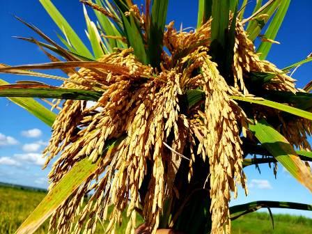 BASF anuncia a sua primeira marca de sementes de arroz