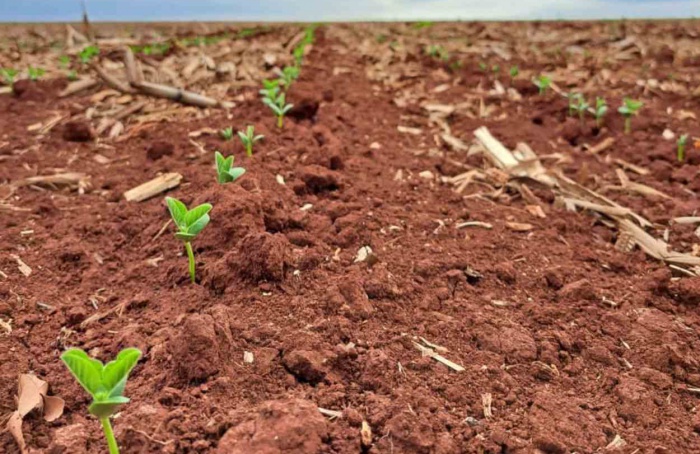 MS Safra 2025/26: plantio de soja alcança 3,9% da área total