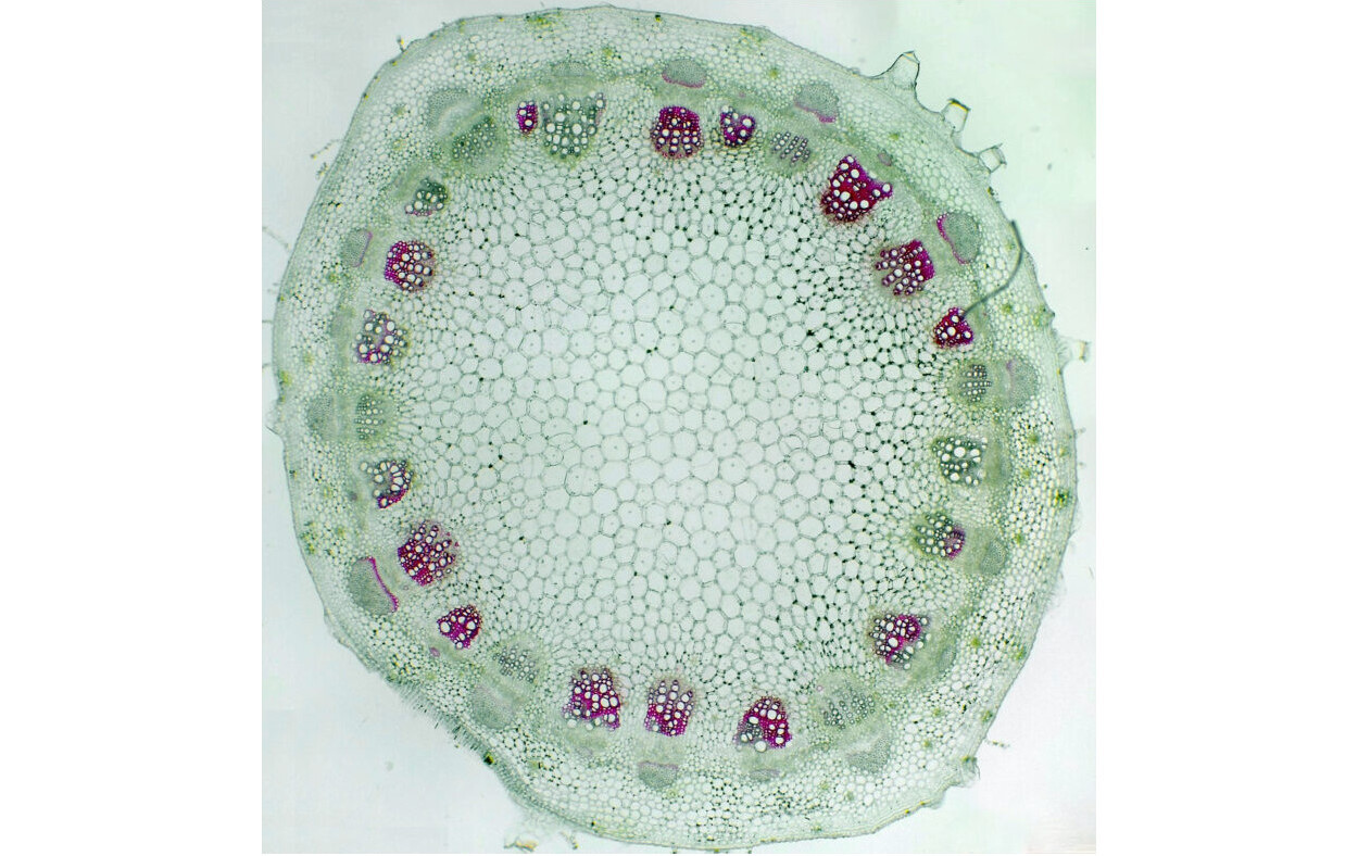Os tecidos do xilema estão destacados com uma coloração vermelha nesta seção transversal de um caule de girassol - Foto:&nbsp;Jared Stewart / Colorado State University