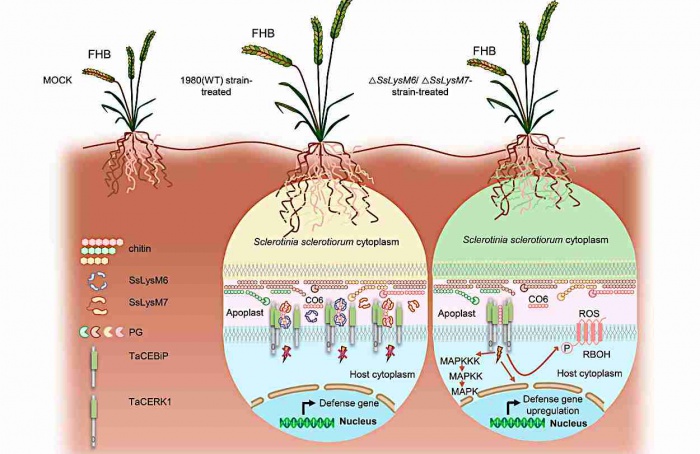 Efetores LysM favorecem colonização de trigo por Sclerotinia