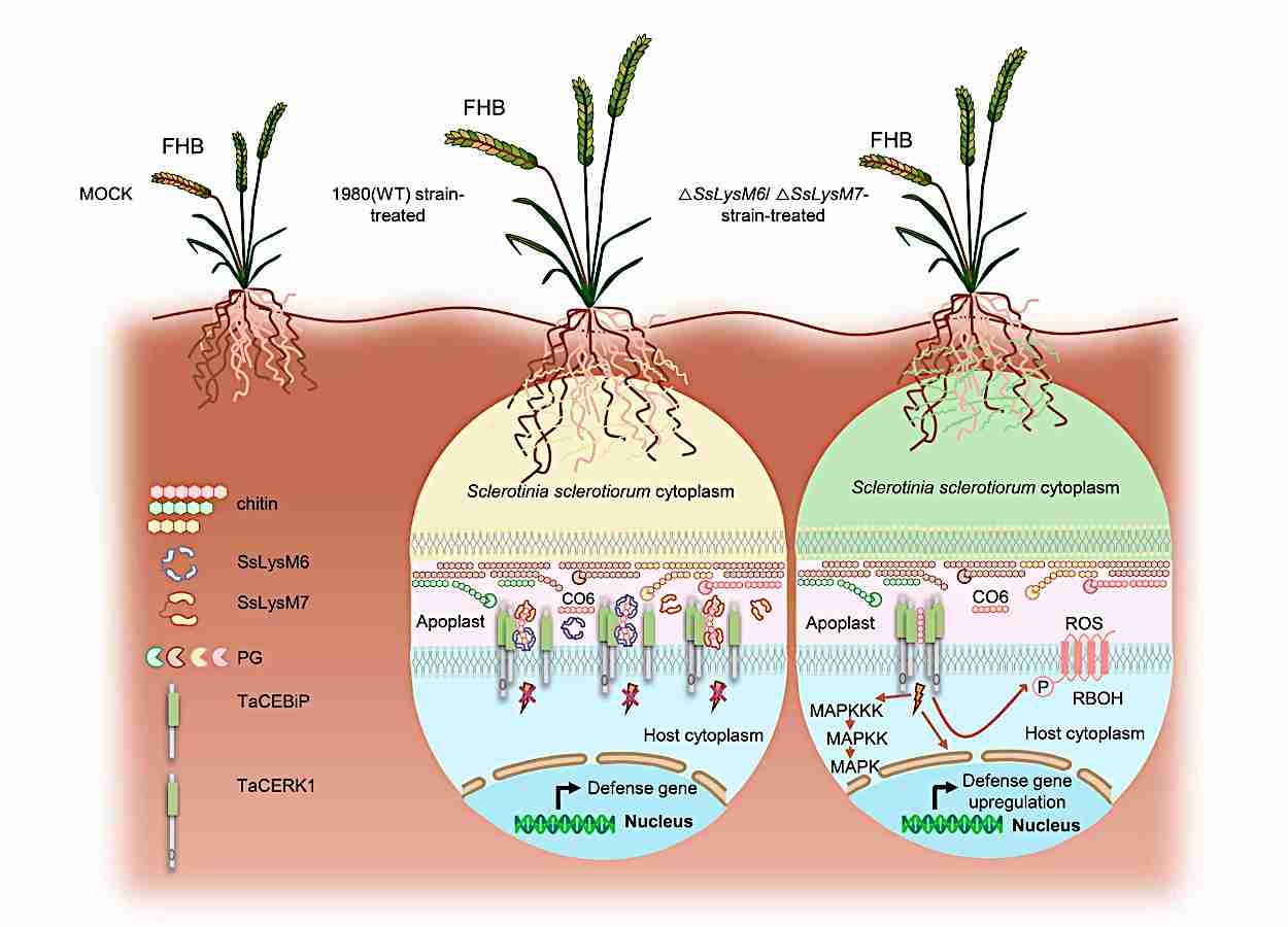 Efetores LysM favorecem colonização de trigo por Sclerotinia