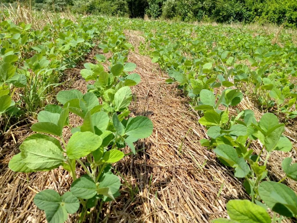 Chuvas animam produtores e contribuem para retomada dos plantios de soja