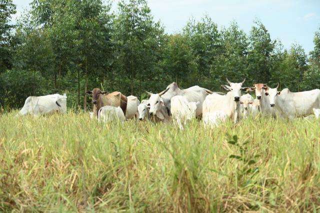 Capacitação em ILPF será realizada no Tocantins