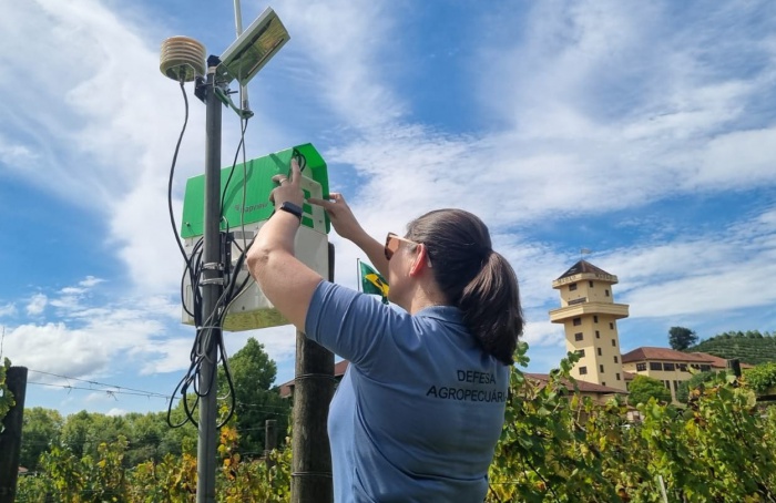 Nova armadilha com IA monitora pragas em videiras