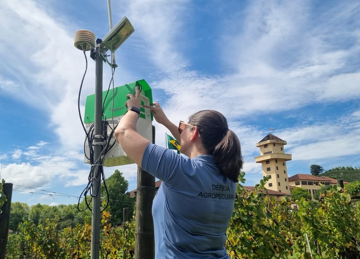 Nova armadilha com IA monitora pragas em videiras