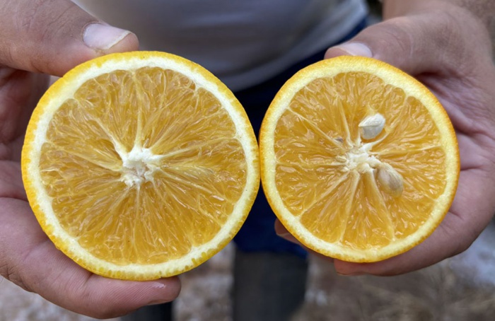 Citricultura ganha duas variedades de laranja