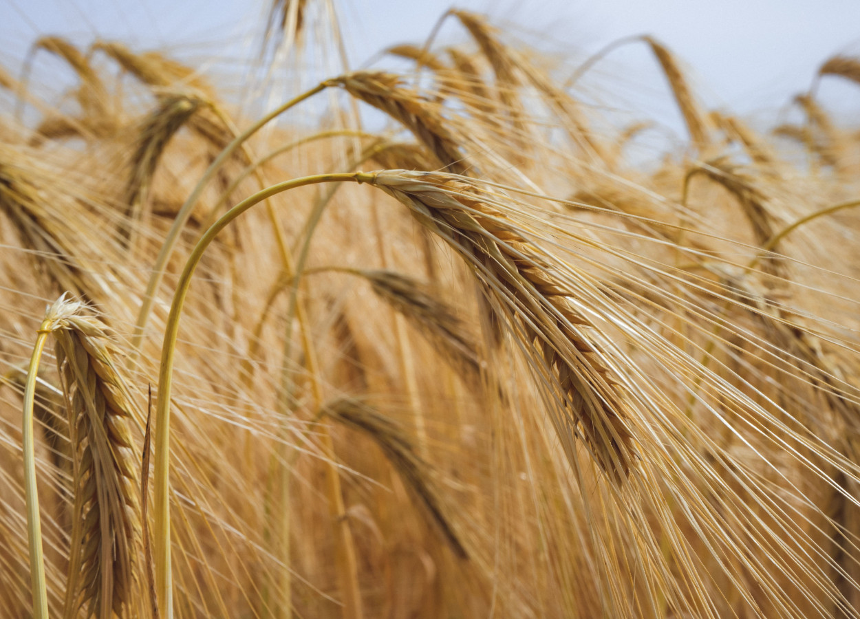Foto:&nbsp;Ylanite Koppens / Pexels