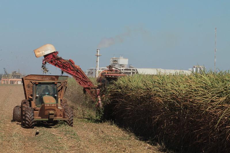 Técnicos vão a campo para pesquisar safra de cana no MG