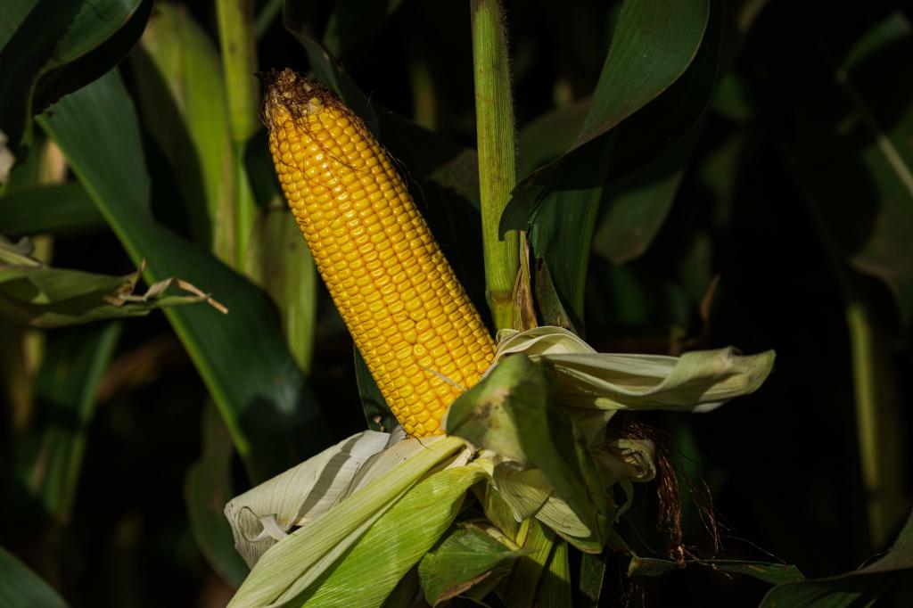 Condições climáticas beneficiaram lavouras de milho segunda safra