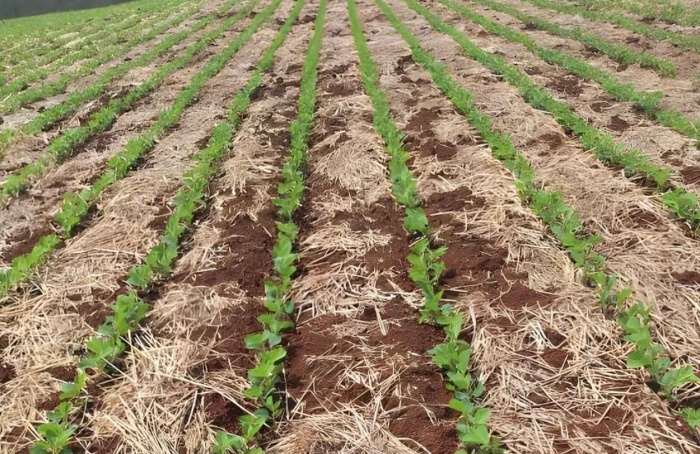 RS Safra 2025/26: plantio da soja acelera no estado