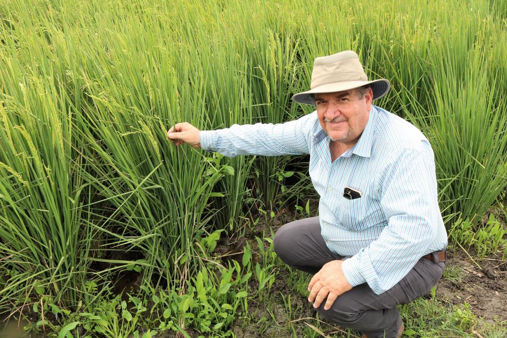 Sistema conduzido pelo IICA melhora produtividade e adaptação do cultivo do arroz