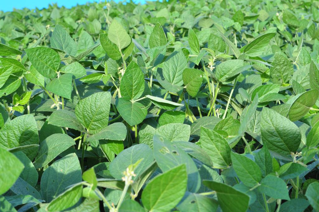 Utilização correta de inoculantes aumenta a produtividade da soja