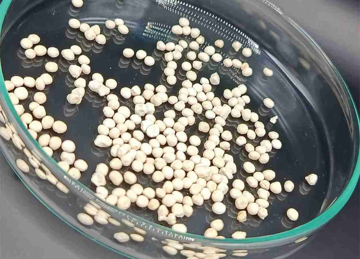 Microcápsulas mantêm viabilidade de Beauveria bassiana