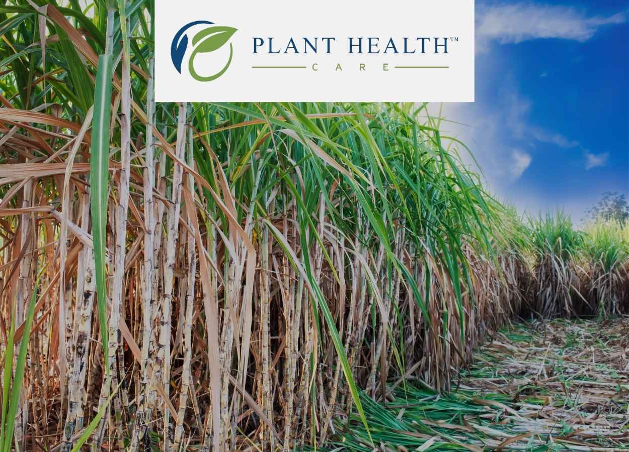 PHC celebra 10 anos no Brasil com presença no AraçaCana 2025