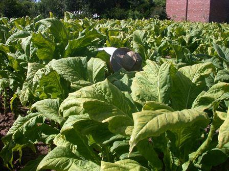 Entidades e empresas discordam sobre preço pago ao produtor de tabaco