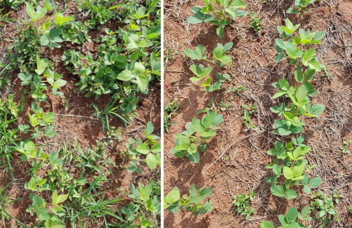 Vantagens do uso de herbicidas pré-emergentes