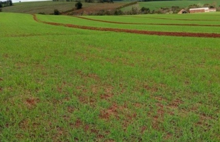 Baixas temperaturas favorecem o potencial produtivo do trigo gaúcho