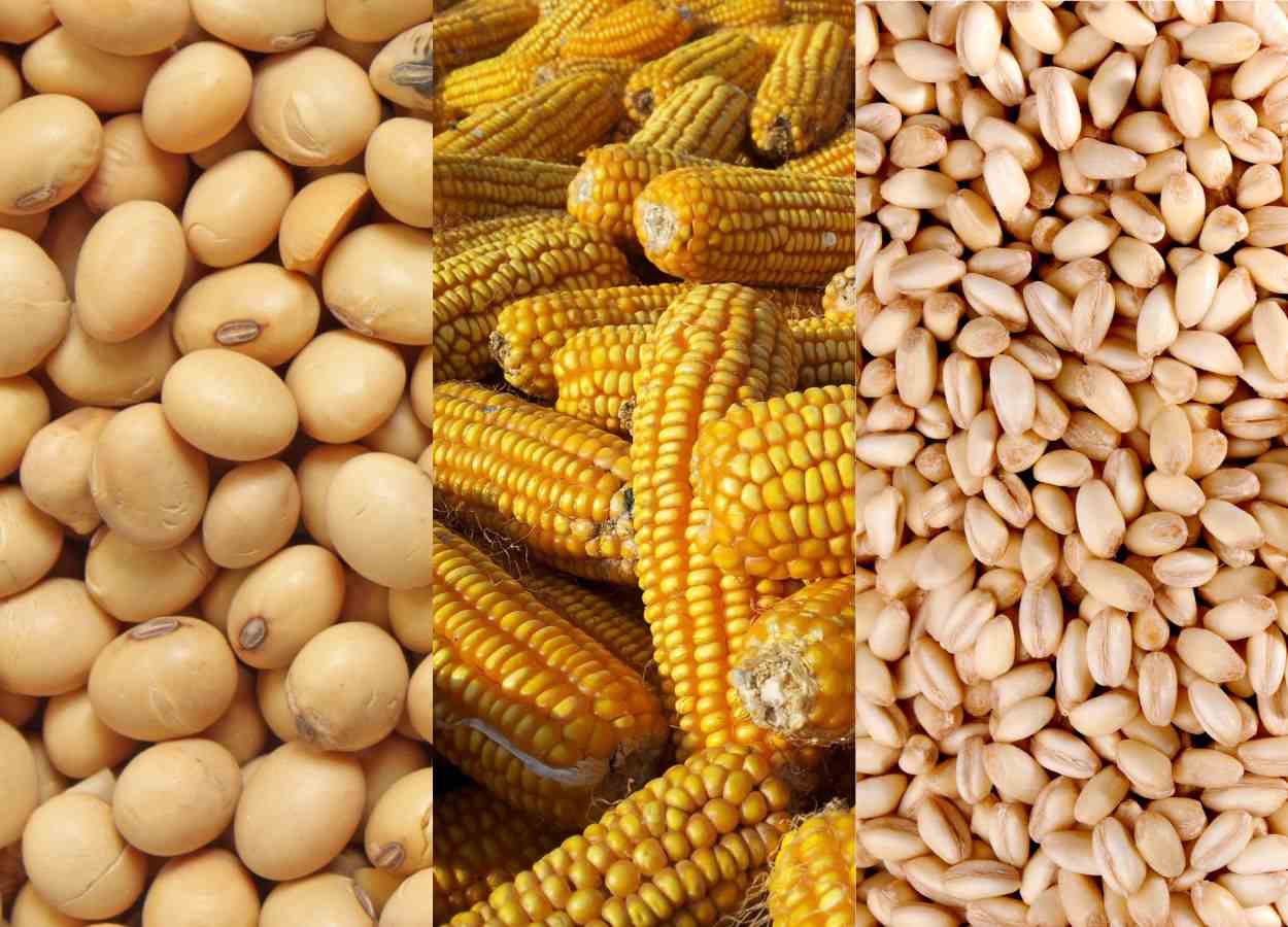 North American Trends for Soybeans, Corn and Wheat: A Hedgepoint Analysis