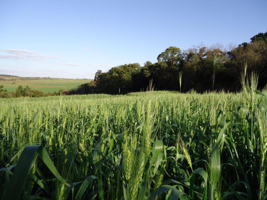 Benefícios do sulfato de cálcio granulado na lavoura de trigo