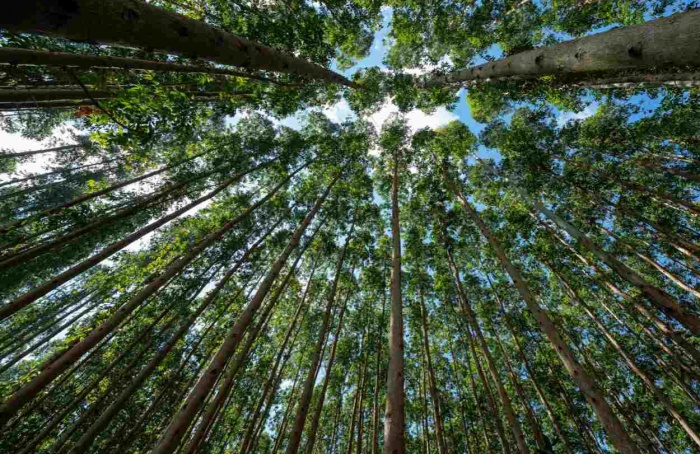 Projeto Natureza da CMPC recebe licença prévia no RS