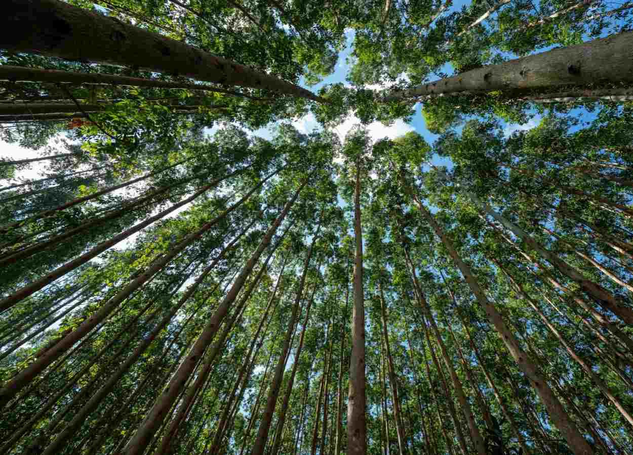 Projeto Natureza da CMPC recebe licença prévia no RS
