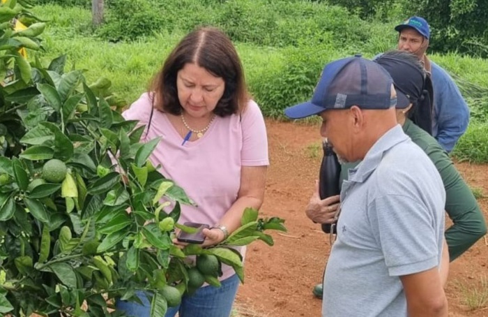 Agrodefesa monitora 2.563 hectares de citros em Goiás