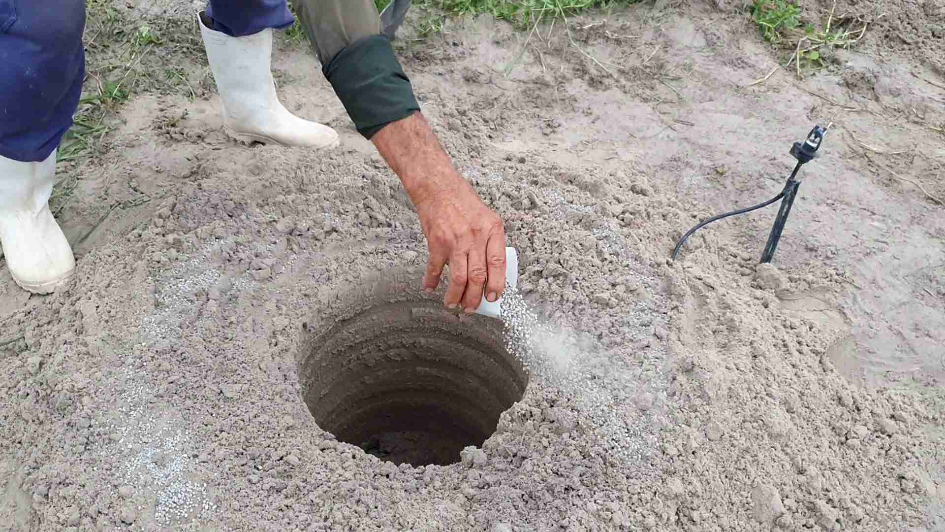 Adubação realizada na cova para plantio de muda de cajueiro-anão - Foto: Carlos Taniguchi