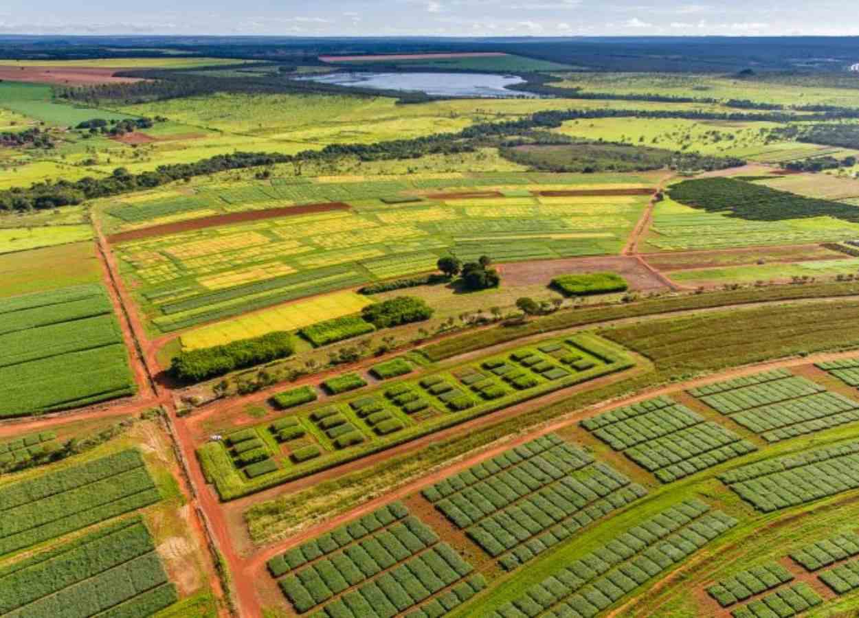 Pesquisas transformam o Cerrado em referência de produtividade