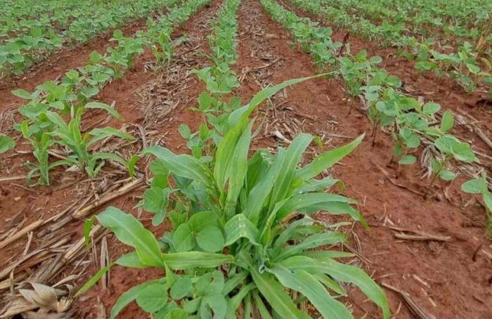 Eliminação de milho tiguera é fundamental para proteger a soja