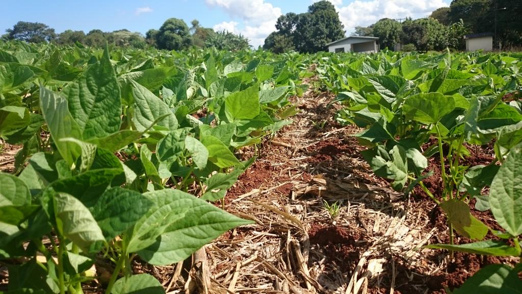 ​Epagri lança novo cultivar de feijão em Chapecó, SC