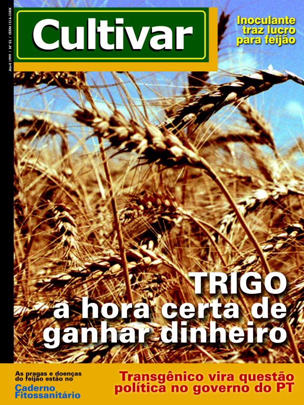 Trigo: a hora certa de ganhar dinheiro