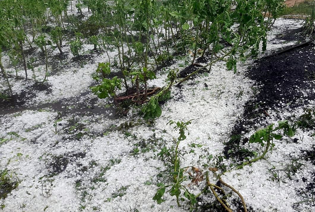 Mais de 16 mil hectares foram atingidos pelas chuvas de granizo em Minas Gerais