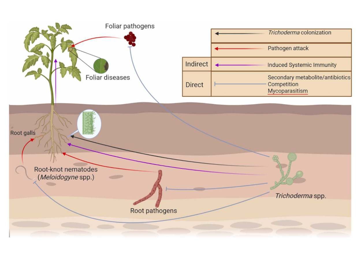 Trichoderma ativa imunidade sistêmica das plantas por controle de RNA