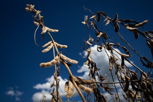 Abortamento de vagens de soja acarretou perdas de até 20% durante a safra 20/21 em relação às colheitas dos anos anteriores