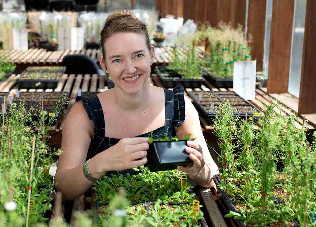 Estudo liga cromatina ao reparo preciso de DNA vegetal